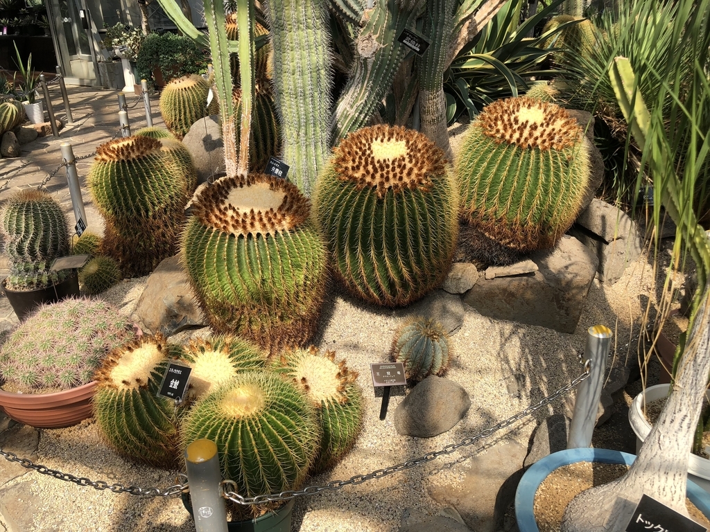 f:id:cactuspower:20181012124321j:plain