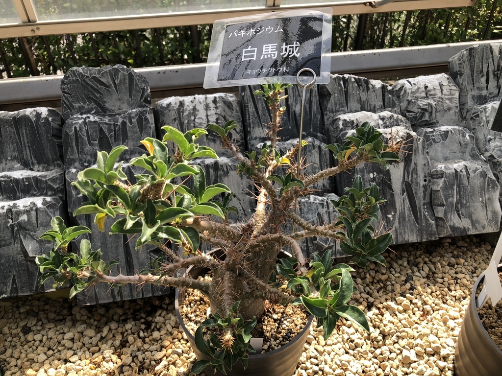 f:id:cactuspower:20181012124430j:plain