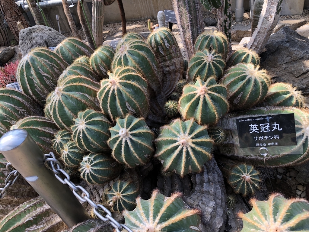 f:id:cactuspower:20181012124535j:plain