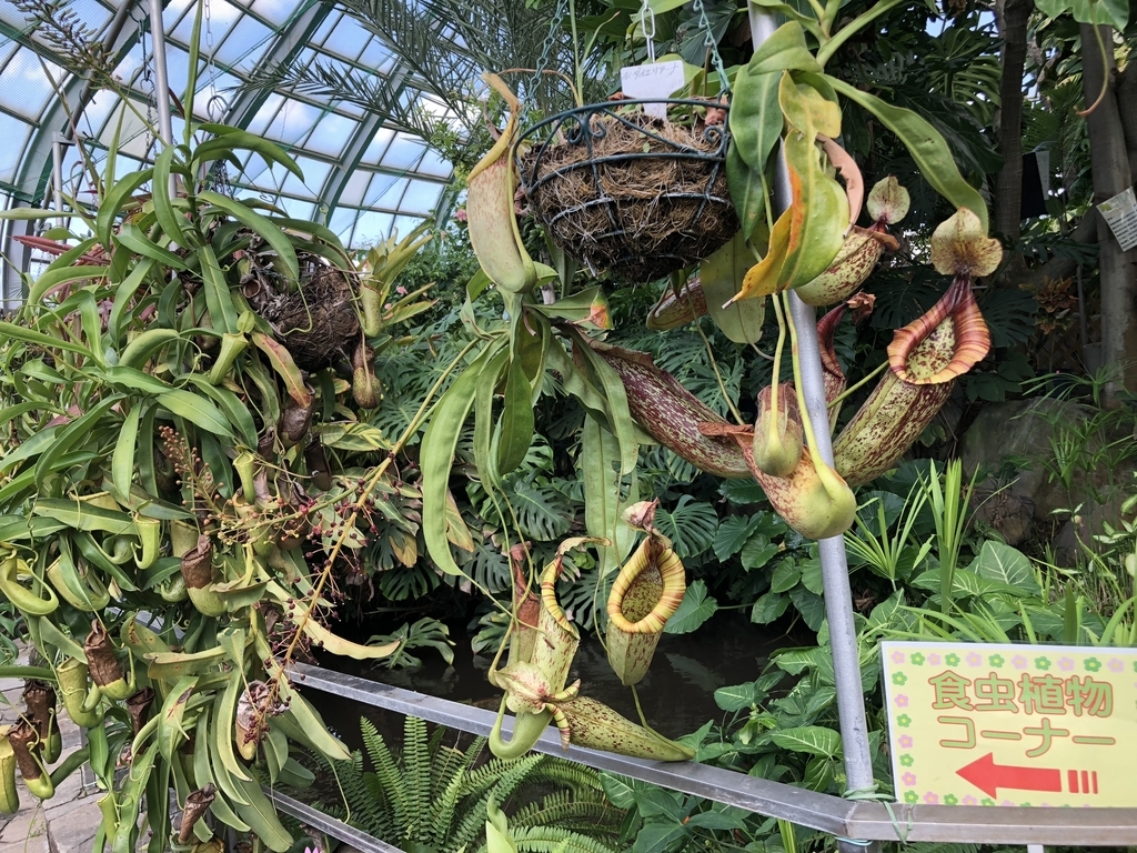 f:id:cactuspower:20181012124627j:plain