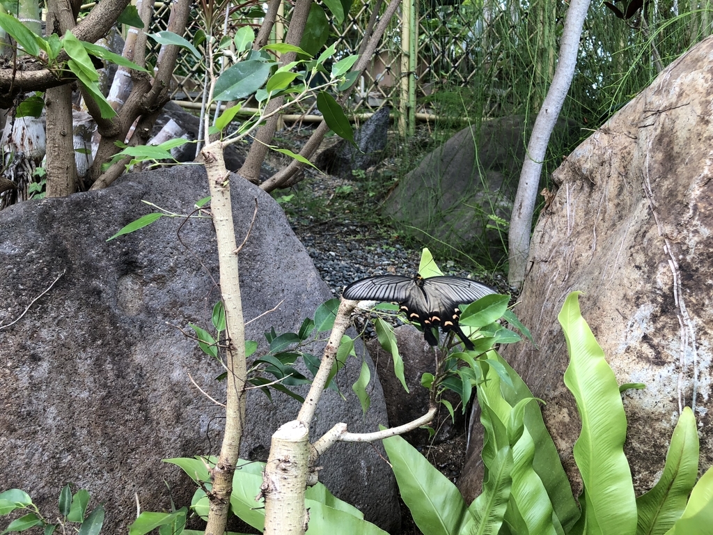 f:id:cactuspower:20181012124654j:plain