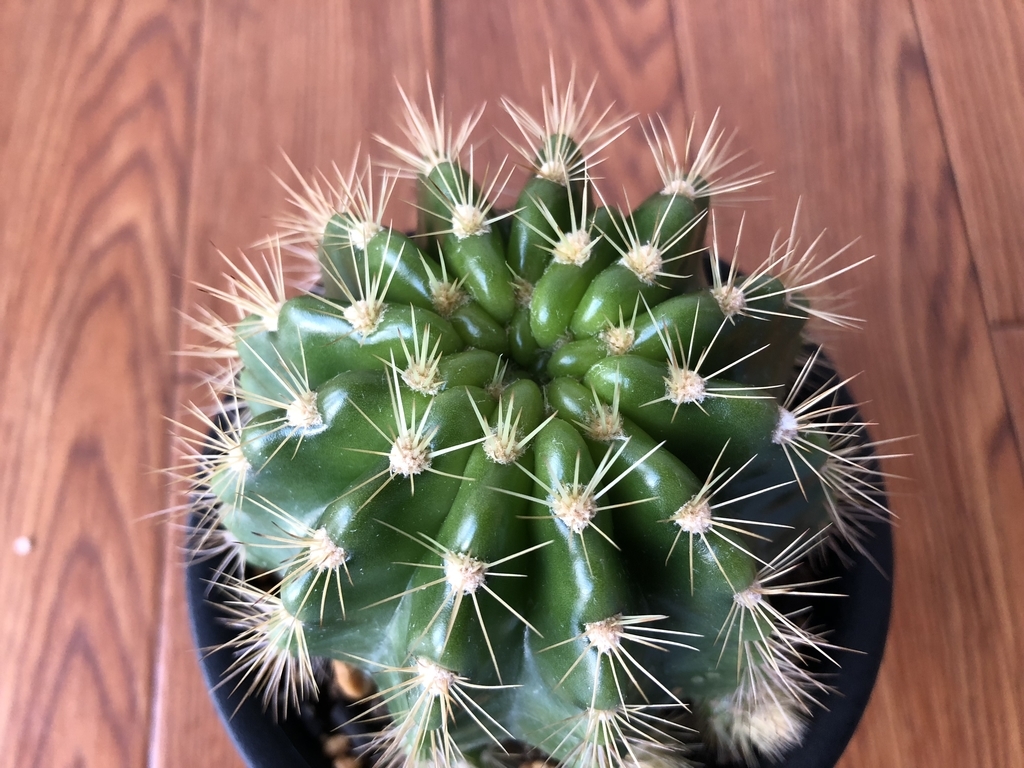 f:id:cactuspower:20181019235021j:plain
