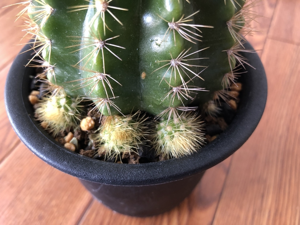 f:id:cactuspower:20181019235133j:plain