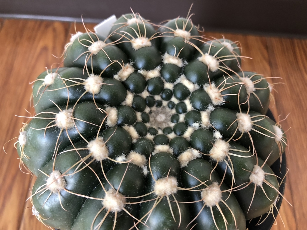 f:id:cactuspower:20181022233324j:plain
