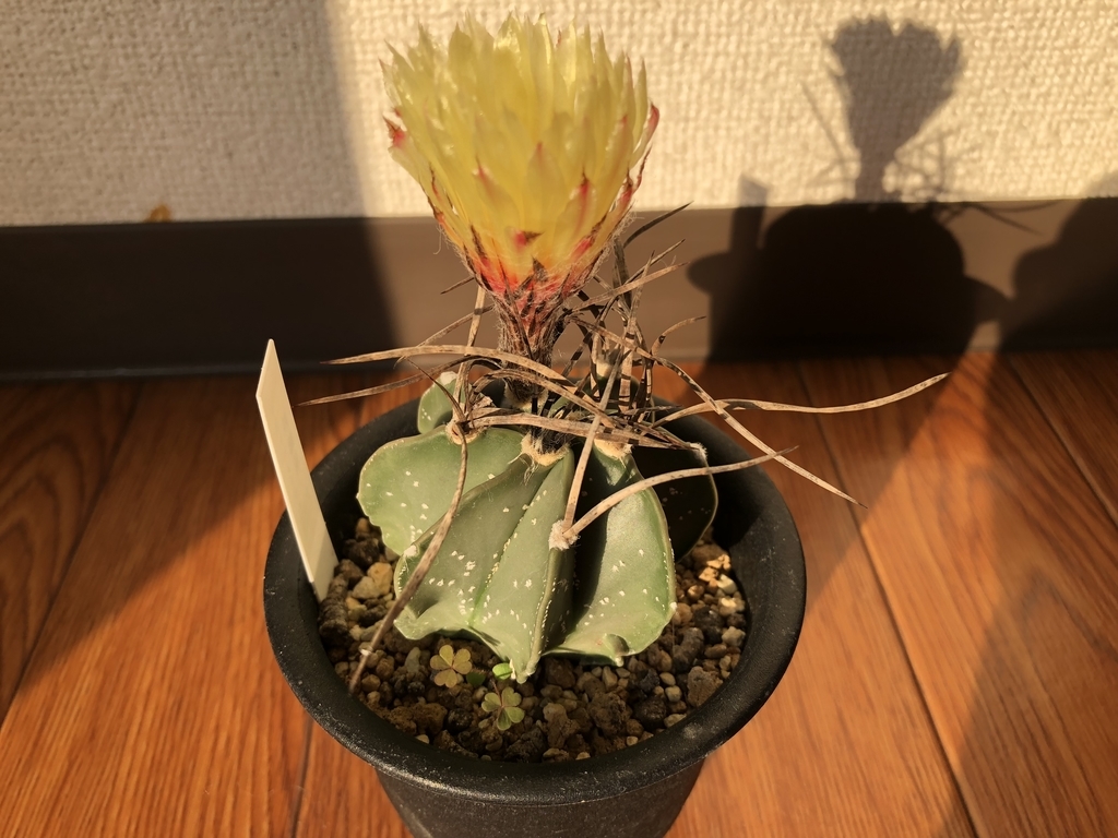 アストロフィツム 群鳳玉 また開花！ - cactuspower サボテン日記