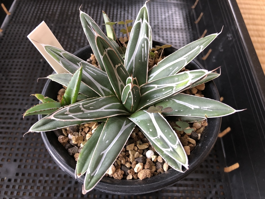 f:id:cactuspower:20181201101222j:plain