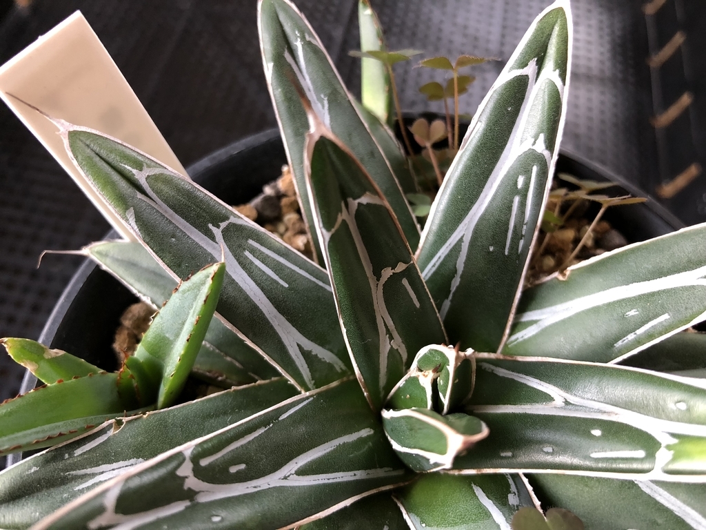 f:id:cactuspower:20181201101840j:plain