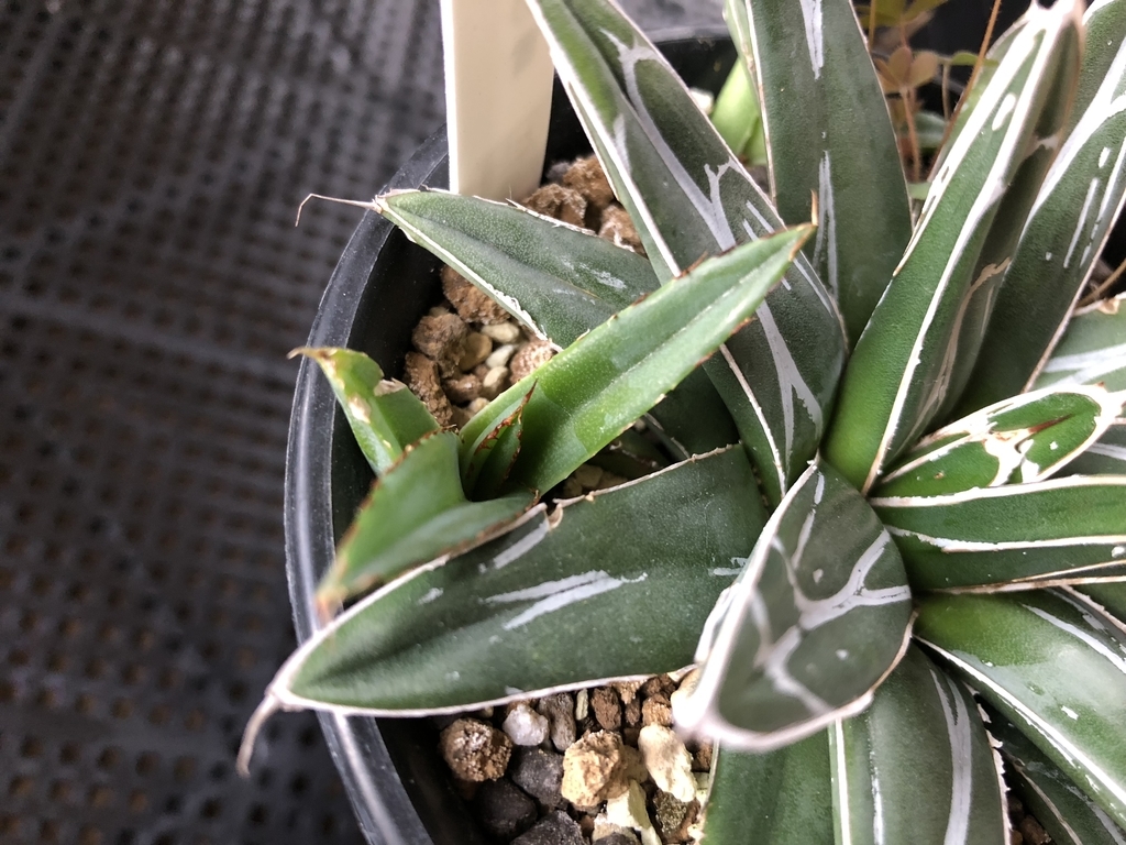 f:id:cactuspower:20181201101926j:plain