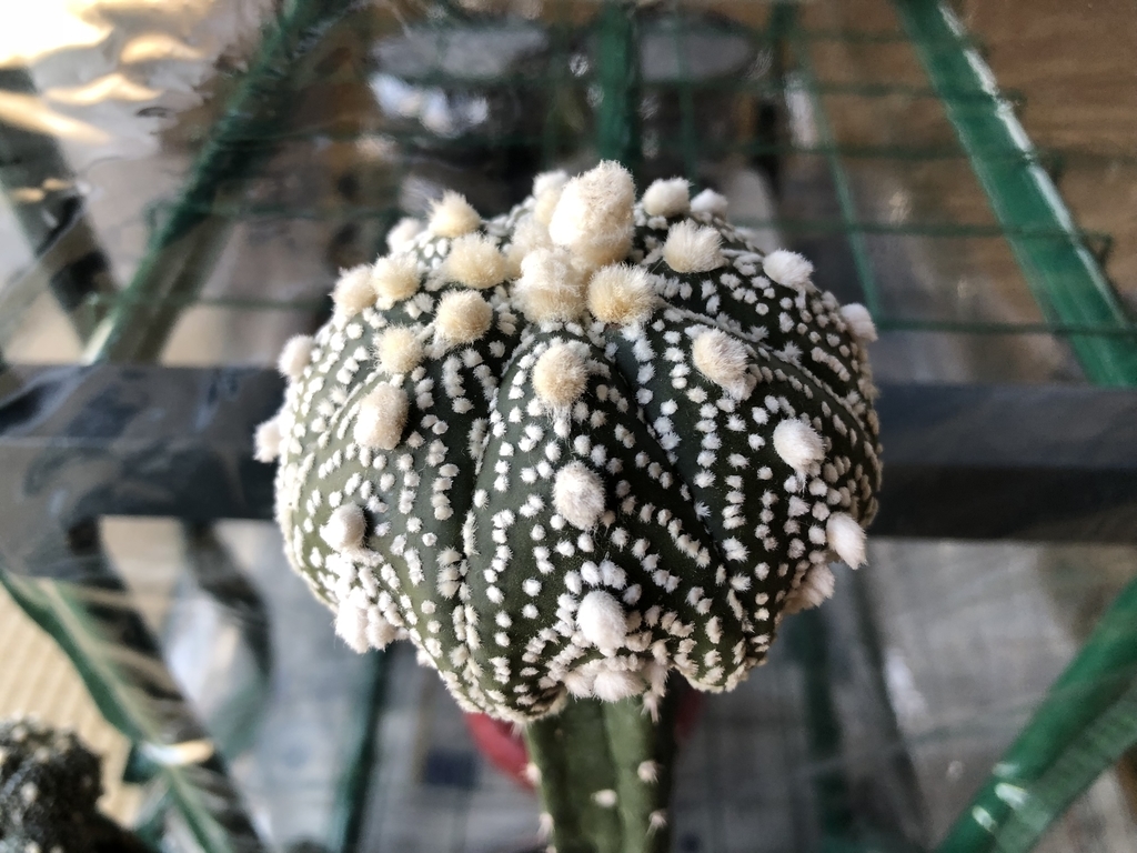 f:id:cactuspower:20181202202139j:plain f:id:cactuspower:20181202202139j:plain