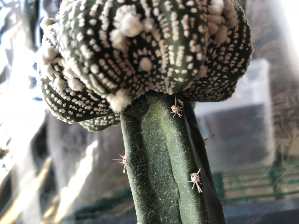 f:id:cactuspower:20181202202208j:plain f:id:cactuspower:20181202202208j:plain