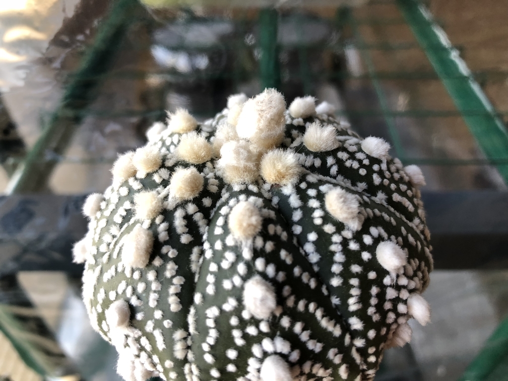 f:id:cactuspower:20181202202231j:plain f:id:cactuspower:20181202202231j:plain