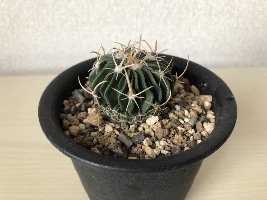 f:id:cactuspower:20181207171042j:plain