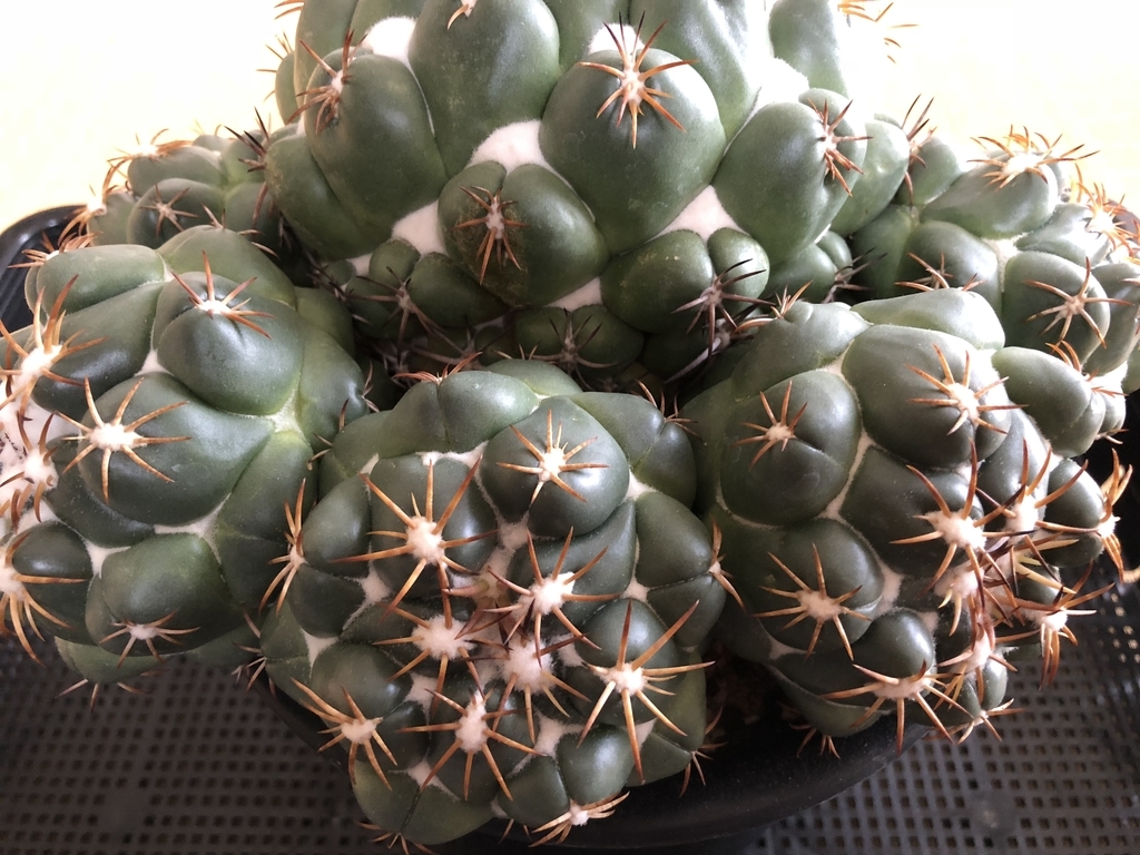 コリファンタ グリーンウッディ 購入しました！ - cactuspower