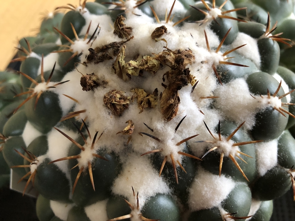 コリファンタ グリーンウッディ 購入しました！ - cactuspower