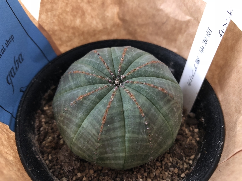 f:id:cactuspower:20181215125330j:plain