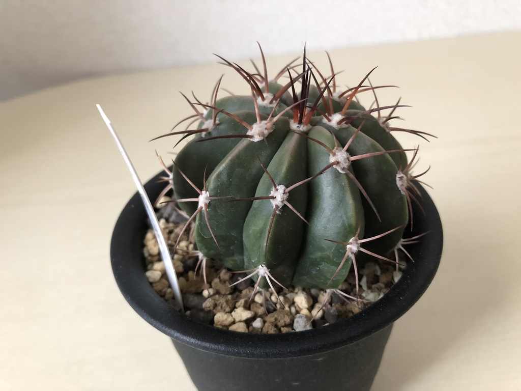 f:id:cactuspower:20181216131608j:plain f:id:cactuspower:20181216131608j:plain