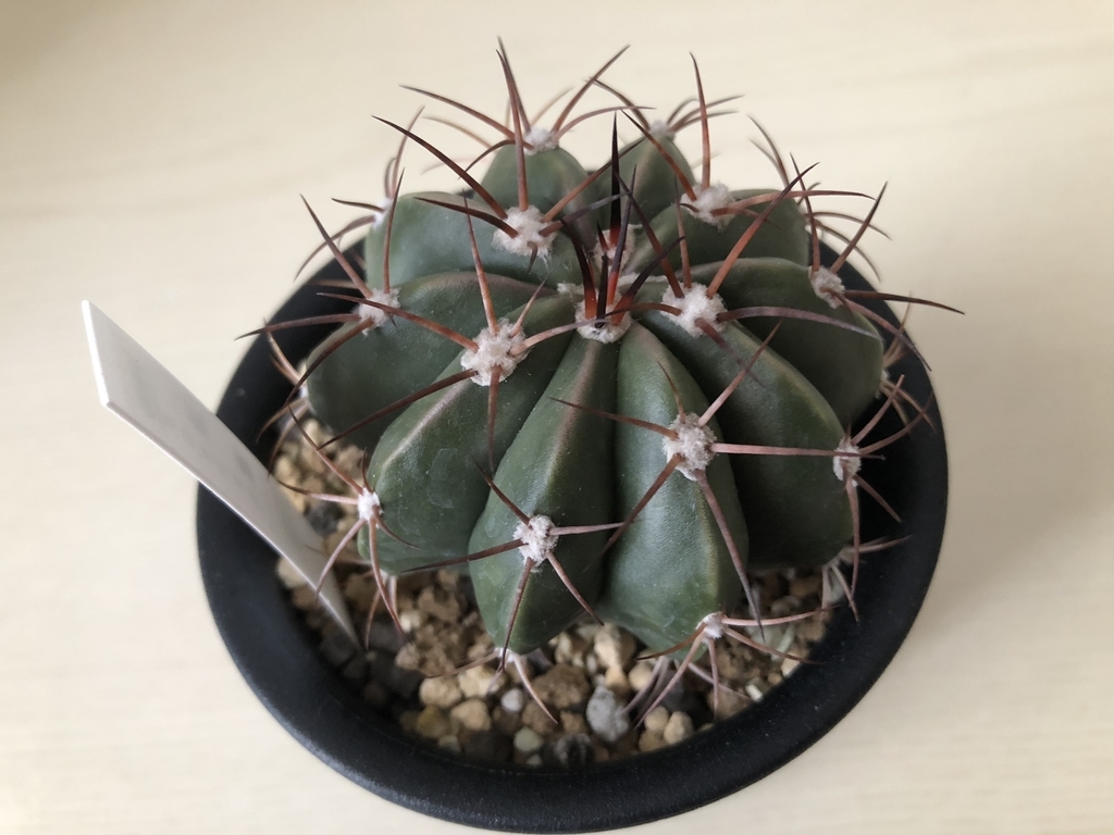 f:id:cactuspower:20181216131645j:plain f:id:cactuspower:20181216131645j:plain
