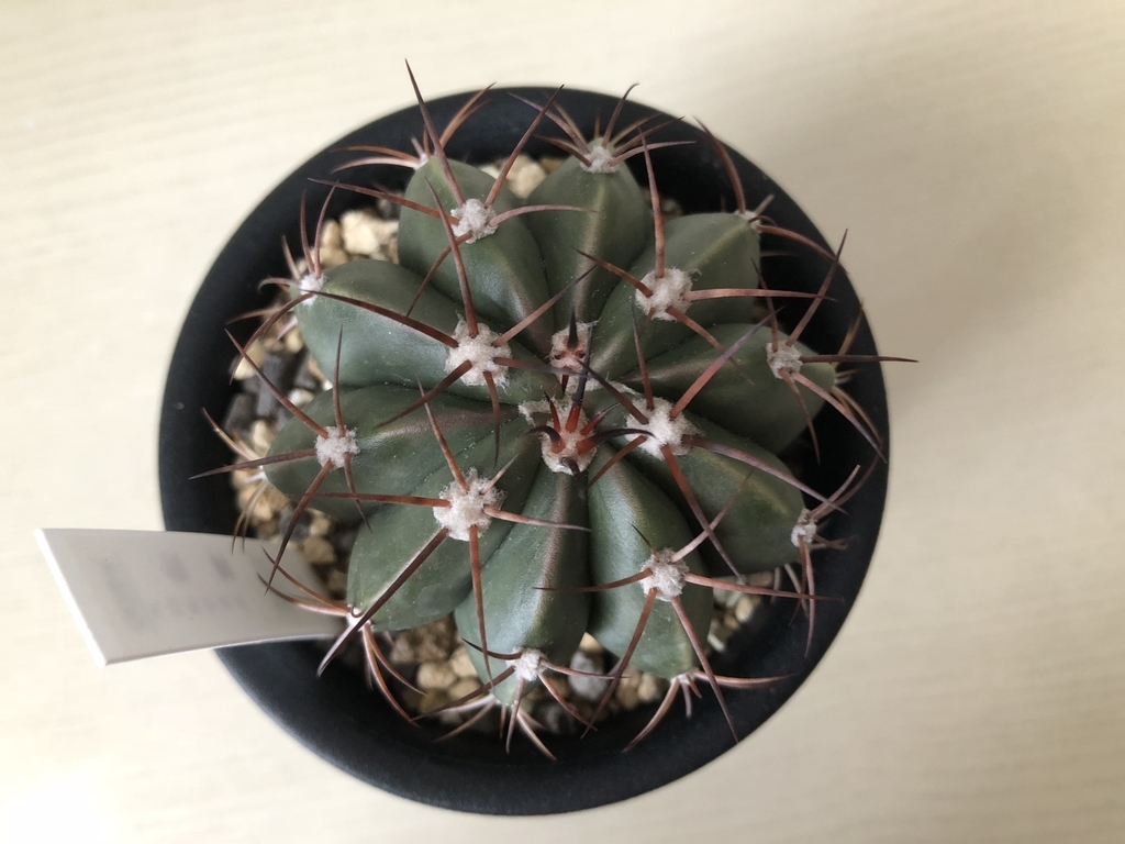 f:id:cactuspower:20181216131806j:plain f:id:cactuspower:20181216131806j:plain
