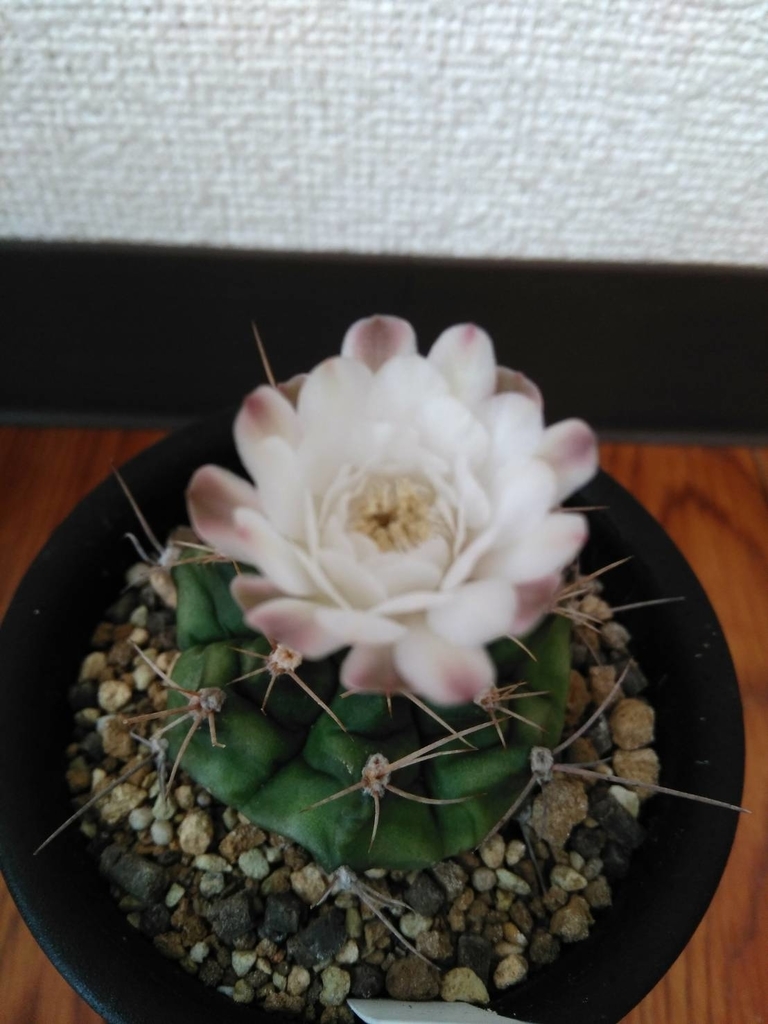 f:id:cactuspower:20181217174845j:plain