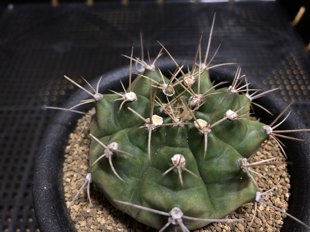 f:id:cactuspower:20181217175258j:plain