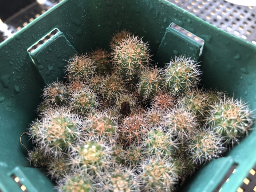 f:id:cactuspower:20181221221904j:plain