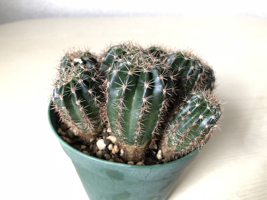 f:id:cactuspower:20181222090200j:plain