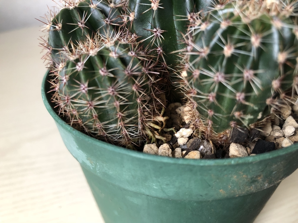 f:id:cactuspower:20181222090331j:plain