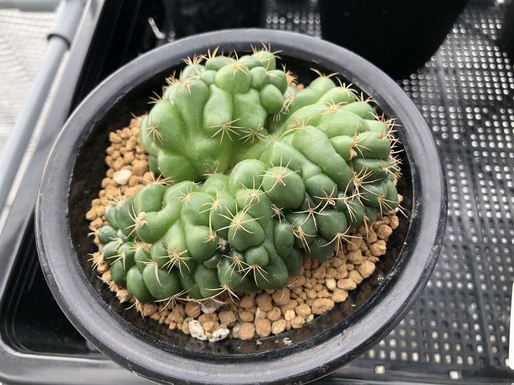 f:id:cactuspower:20181231153926j:plain