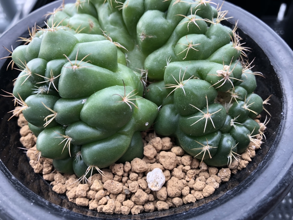 f:id:cactuspower:20181231154218j:plain