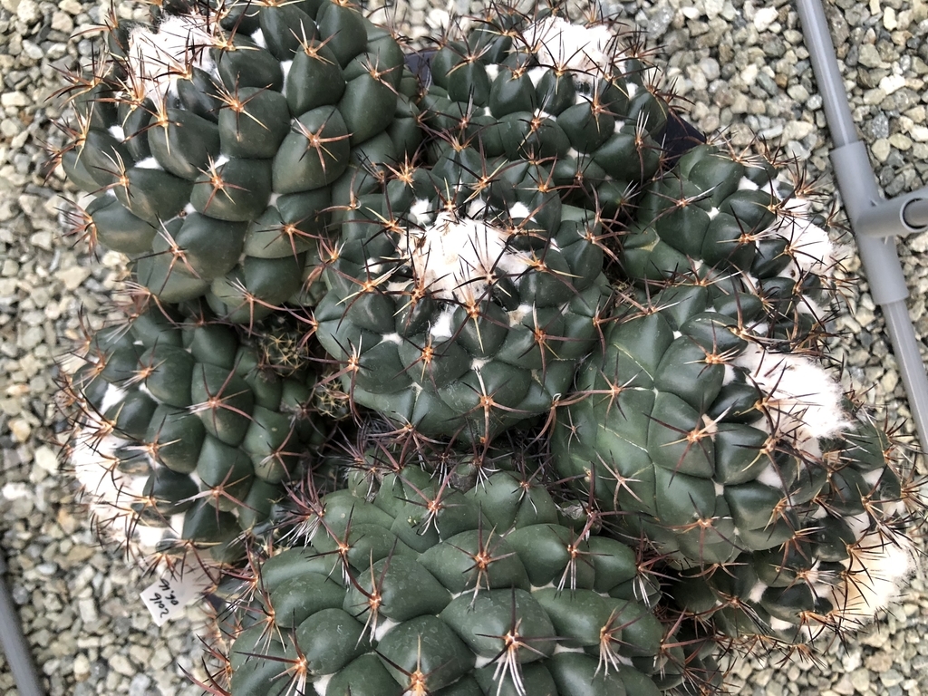 f:id:cactuspower:20190123185334j:plain