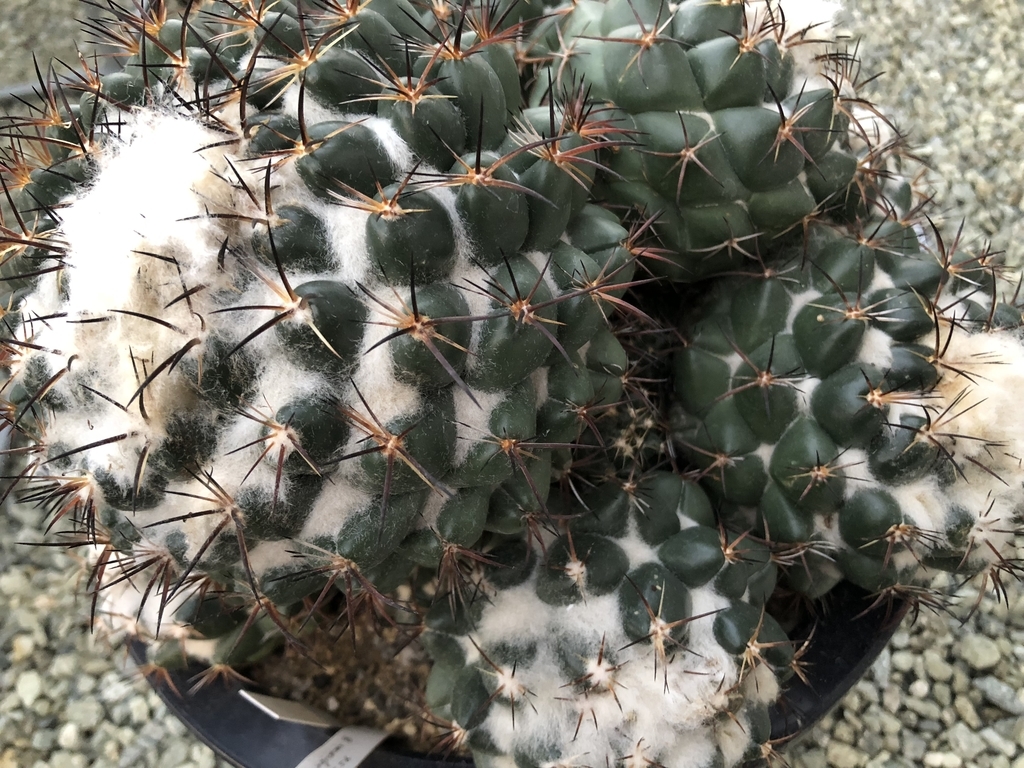 f:id:cactuspower:20190123185508j:plain