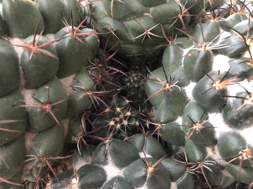 f:id:cactuspower:20190123185727j:plain