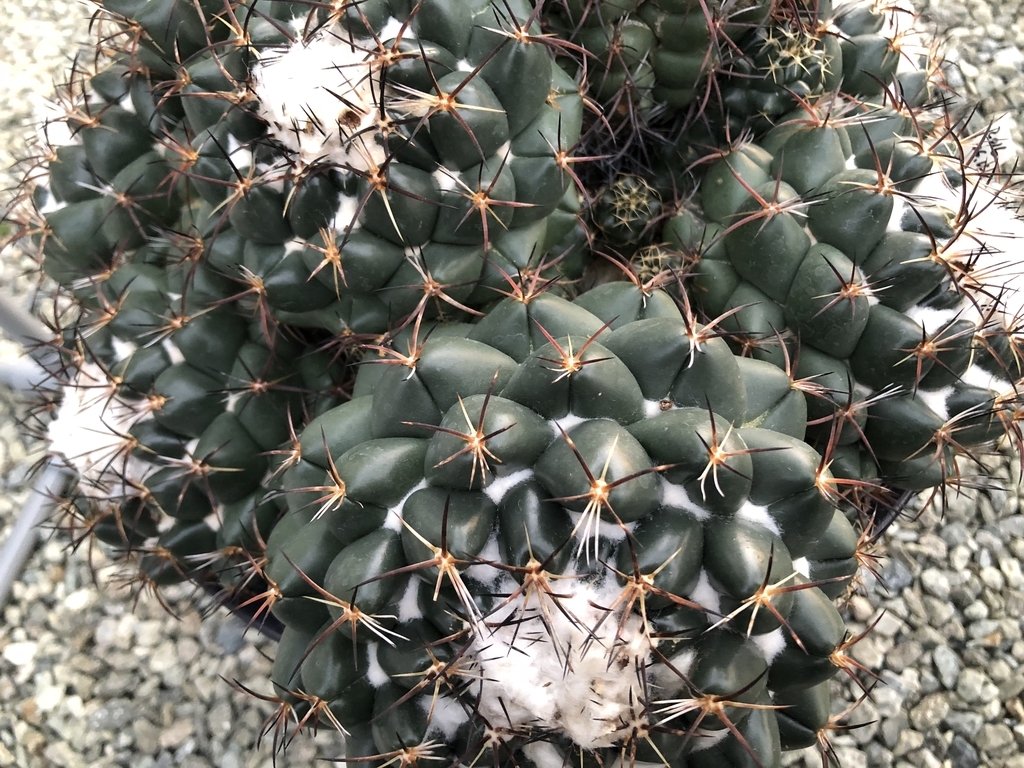 f:id:cactuspower:20190123185750j:plain