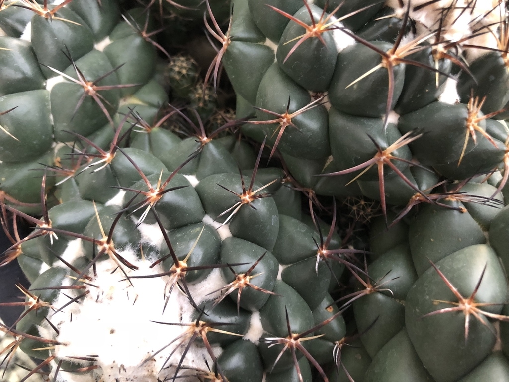 f:id:cactuspower:20190123185815j:plain