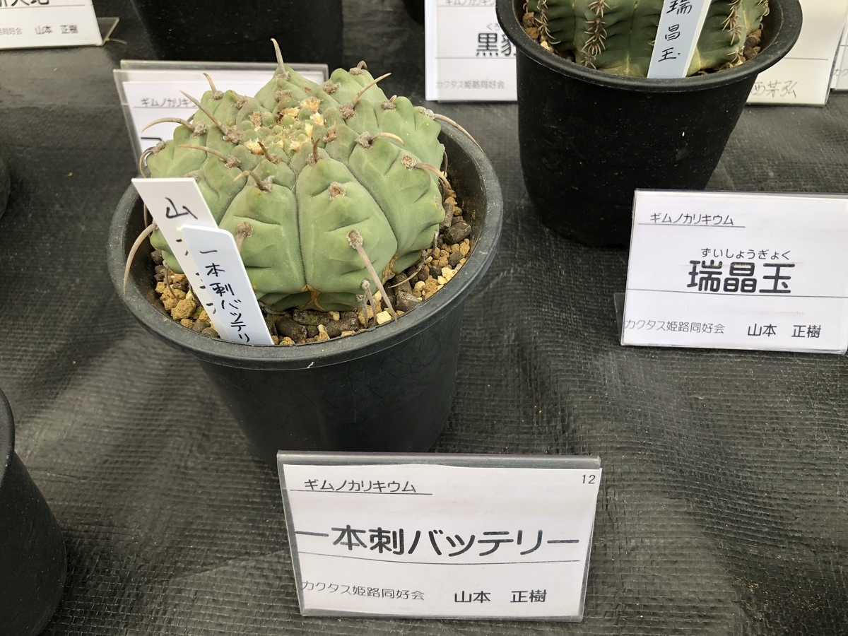 f:id:cactuspower:20190504204653j:plain
