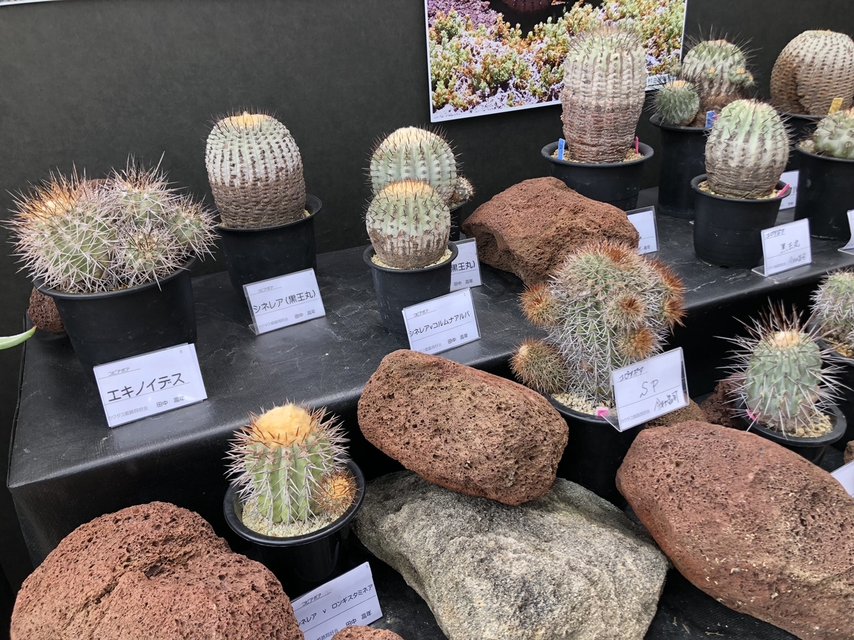 f:id:cactuspower:20190504205032j:plain