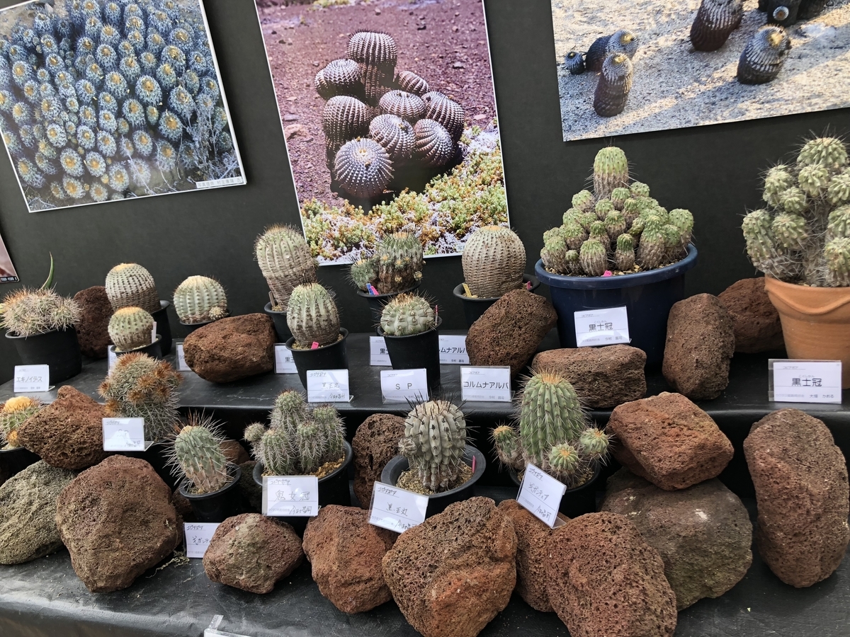 f:id:cactuspower:20190504205225j:plain