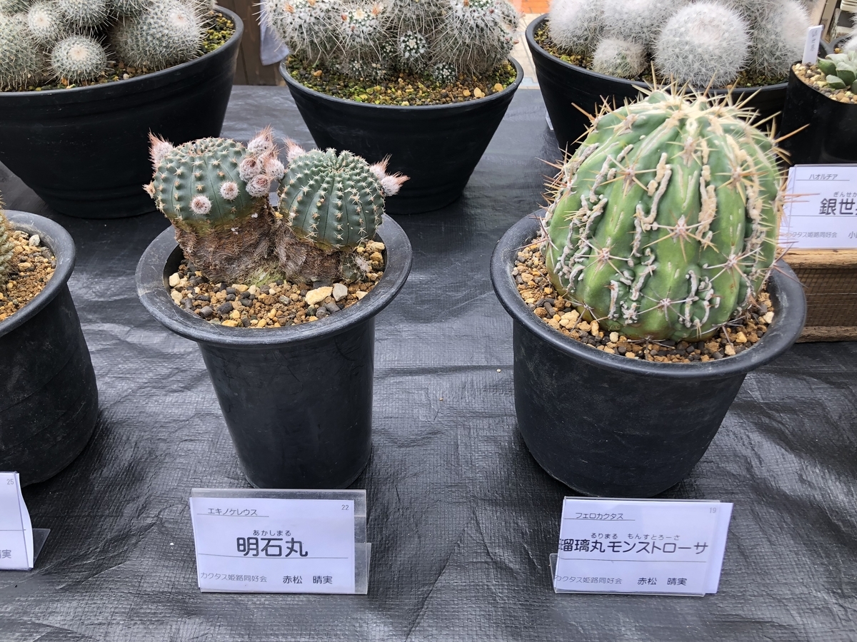 f:id:cactuspower:20190504205400j:plain