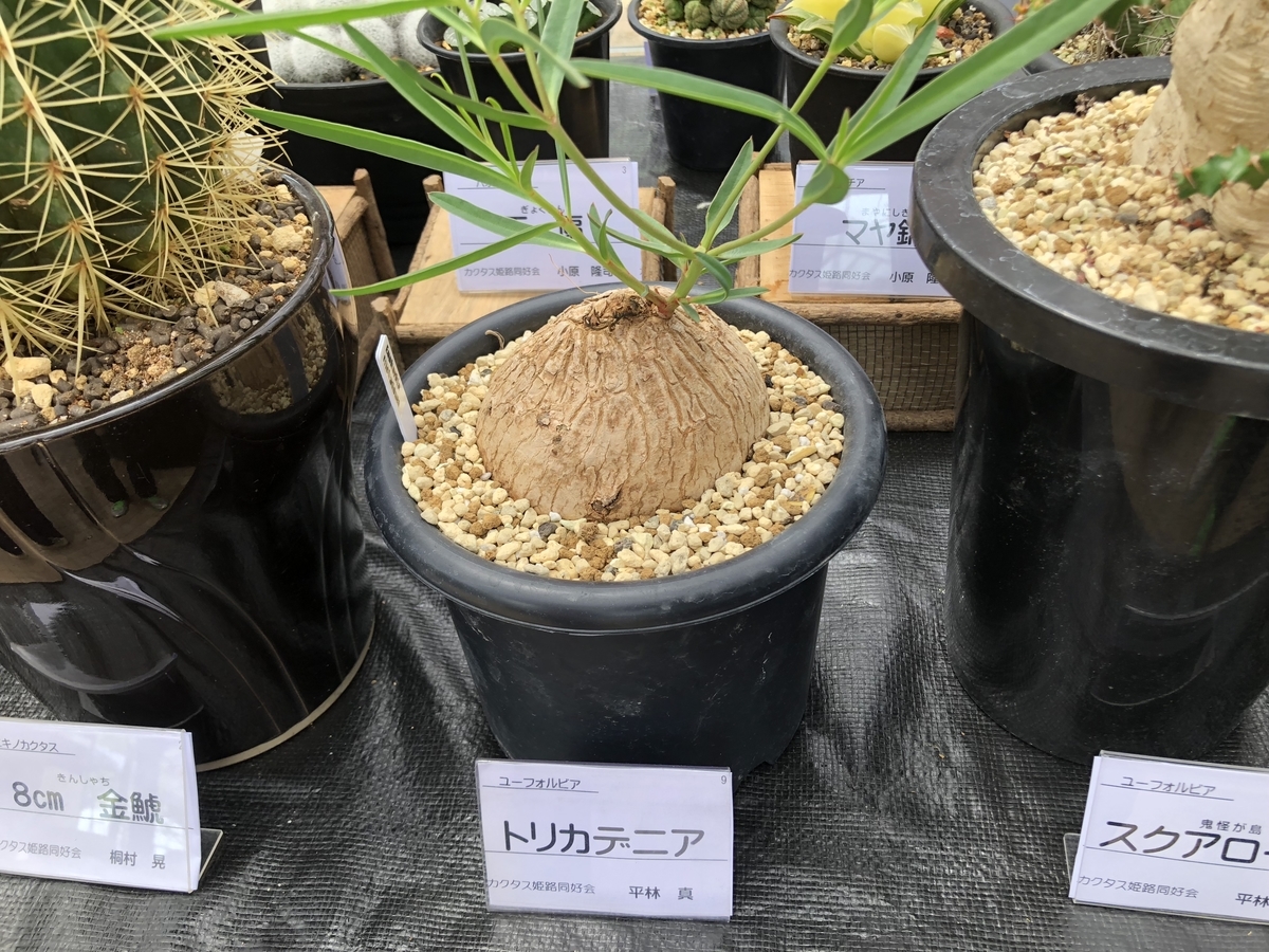 f:id:cactuspower:20190504205536j:plain