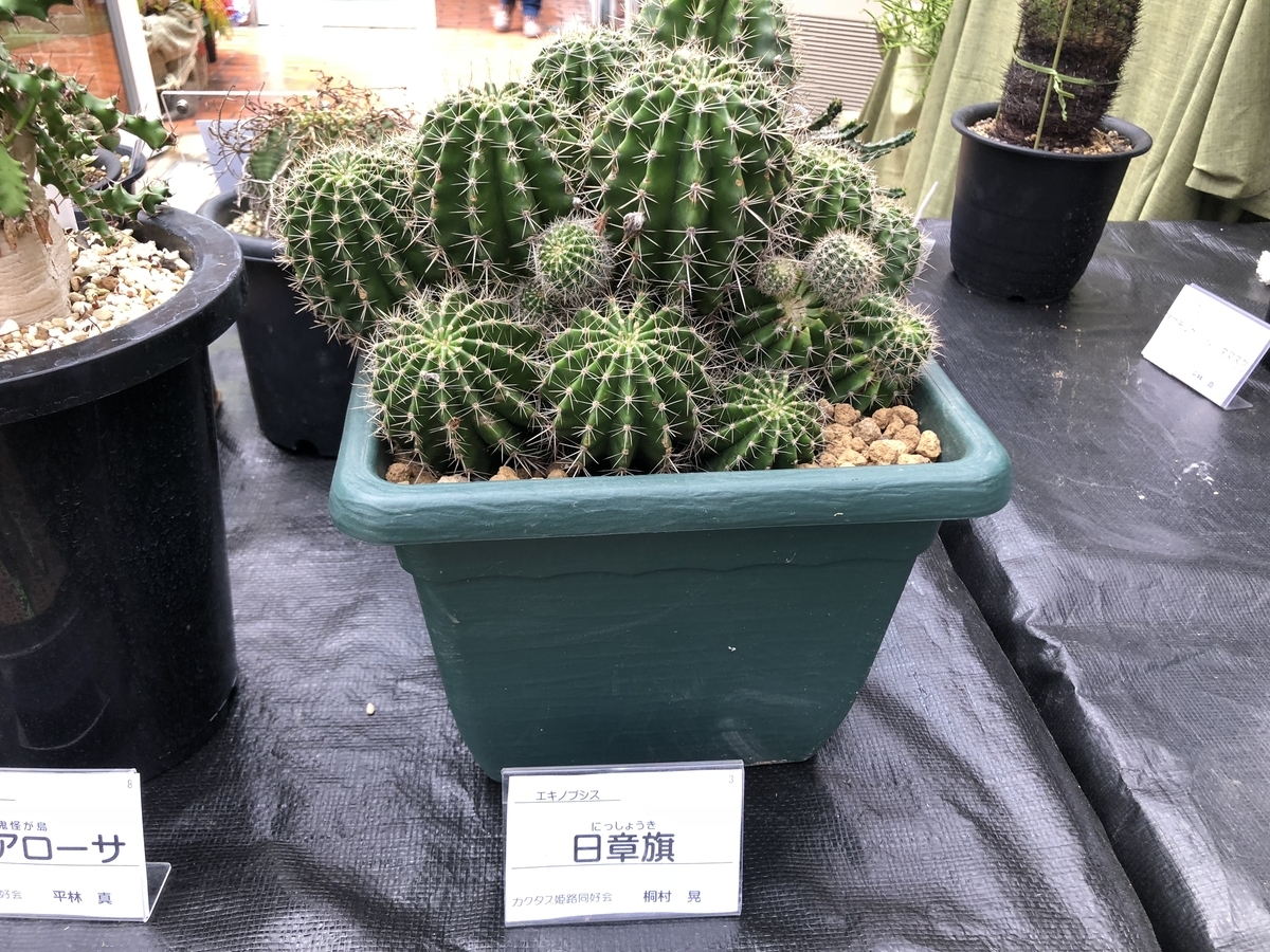 f:id:cactuspower:20190504205653j:plain