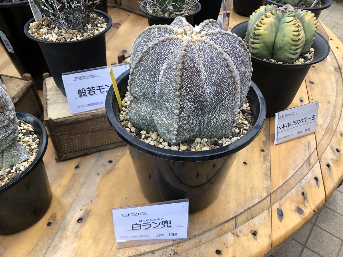 f:id:cactuspower:20190504205849j:plain