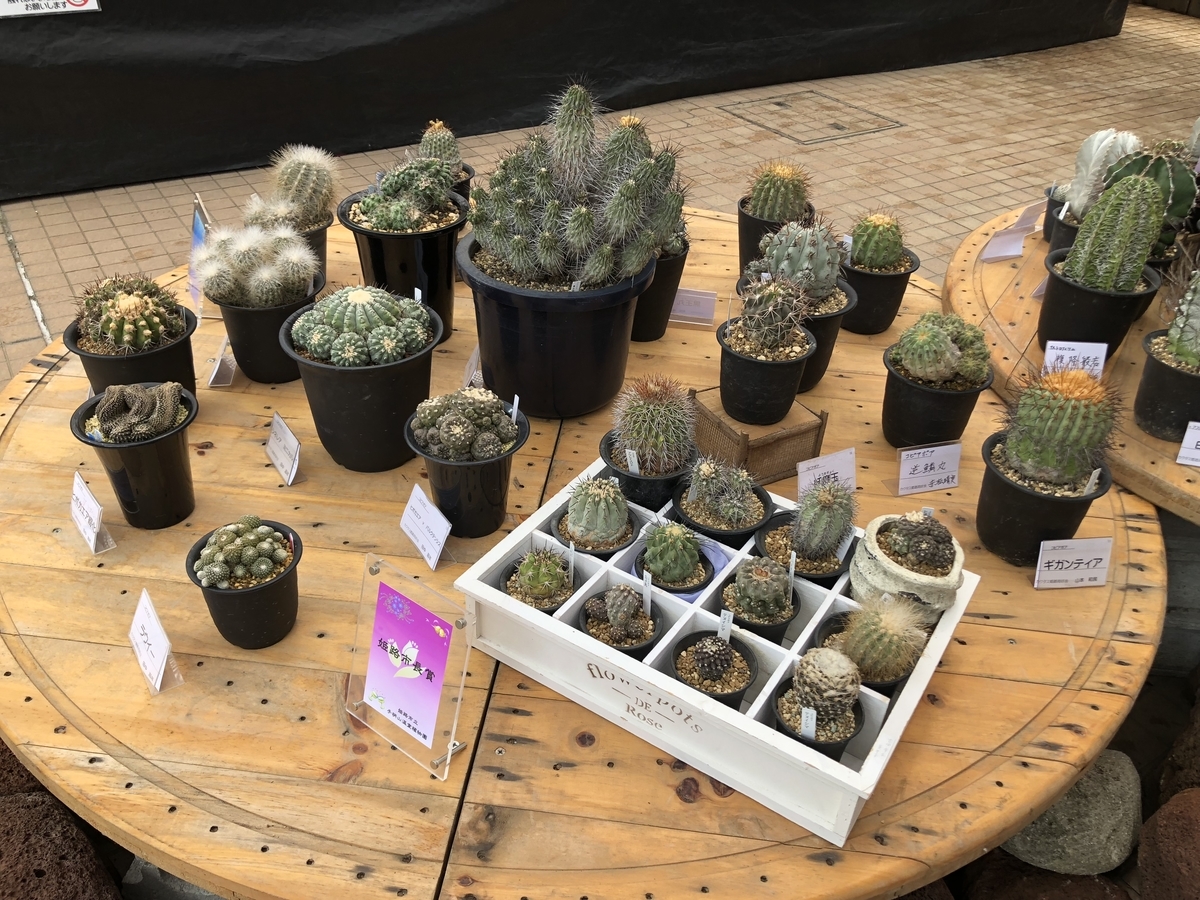 f:id:cactuspower:20190504210029j:plain