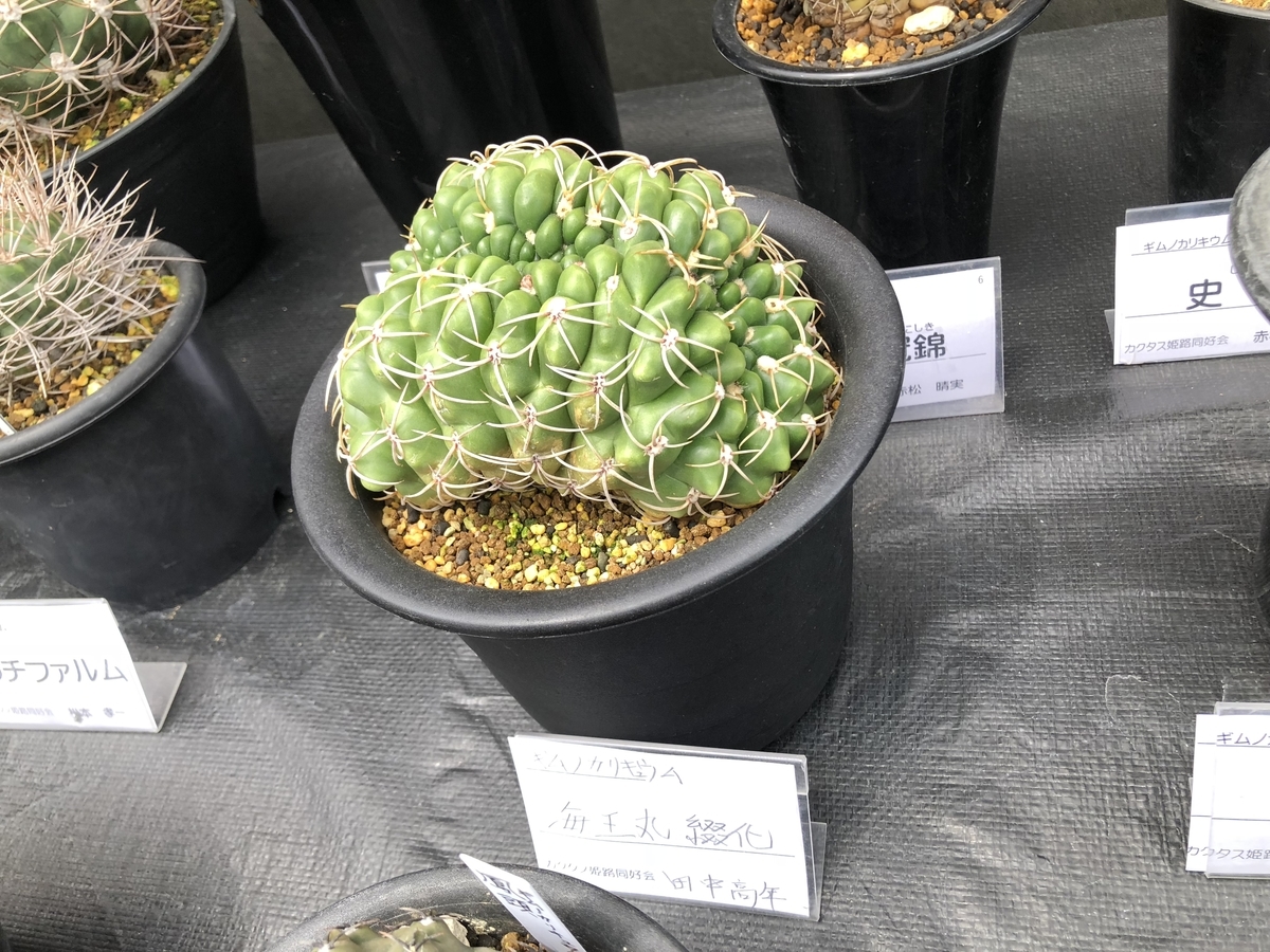 f:id:cactuspower:20190504210151j:plain