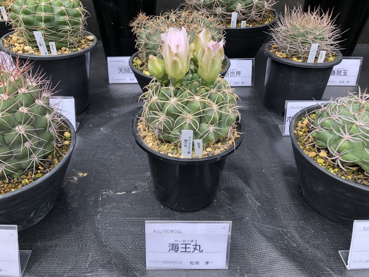f:id:cactuspower:20190504210334j:plain