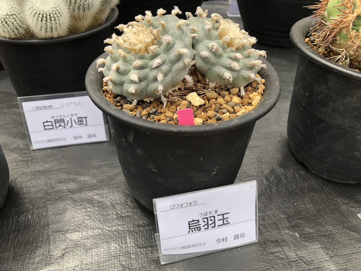 f:id:cactuspower:20190504210439j:plain