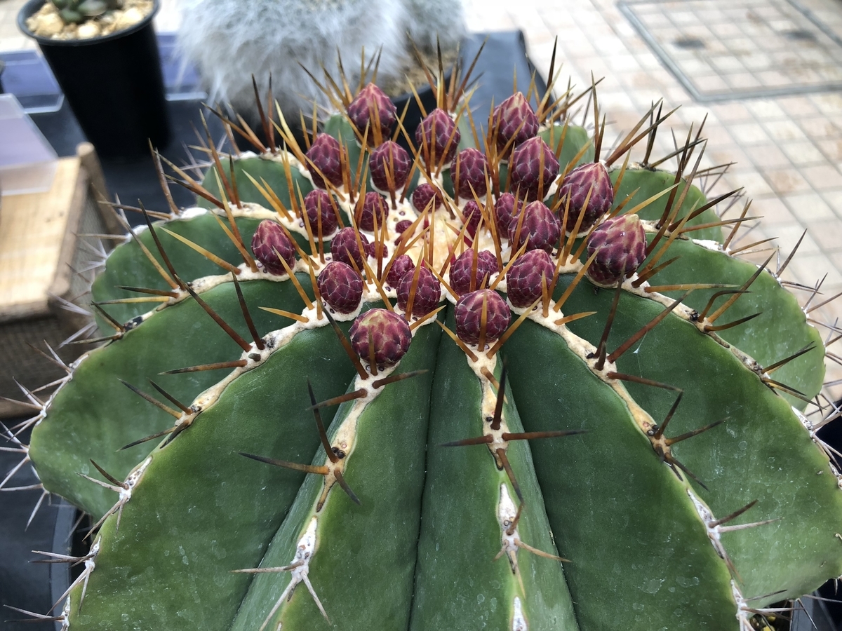 f:id:cactuspower:20190504210831j:plain
