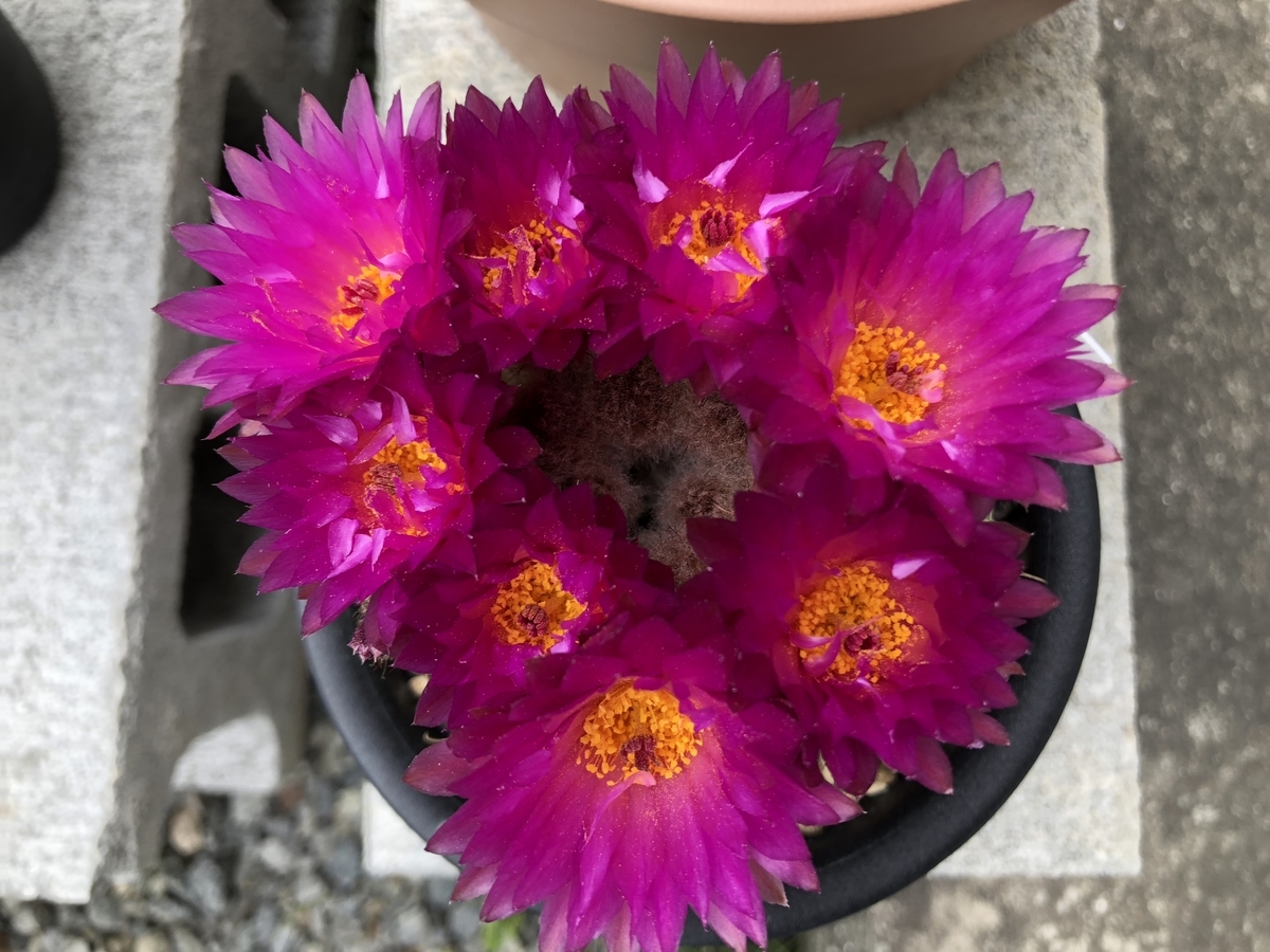 f:id:cactuspower:20190510213159j:plain