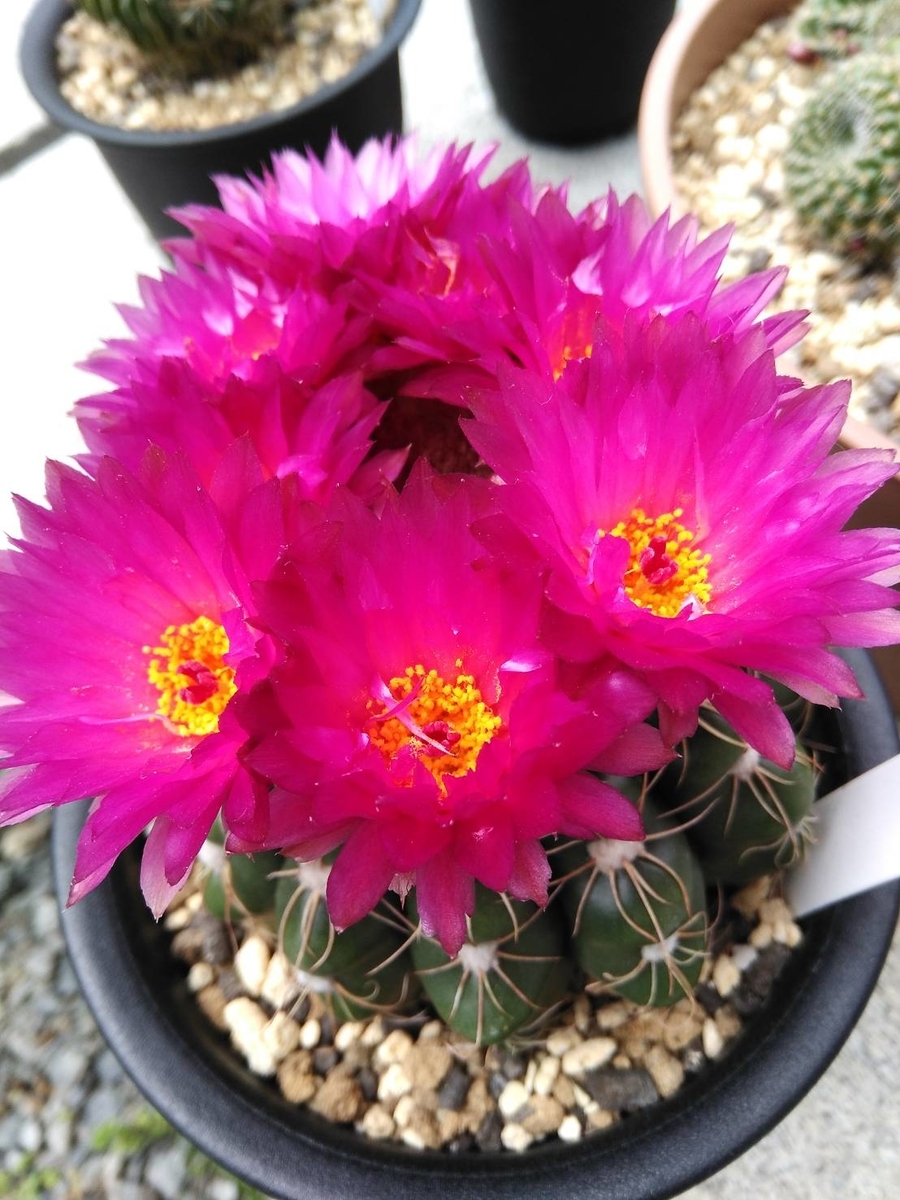 f:id:cactuspower:20190510213310j:plain