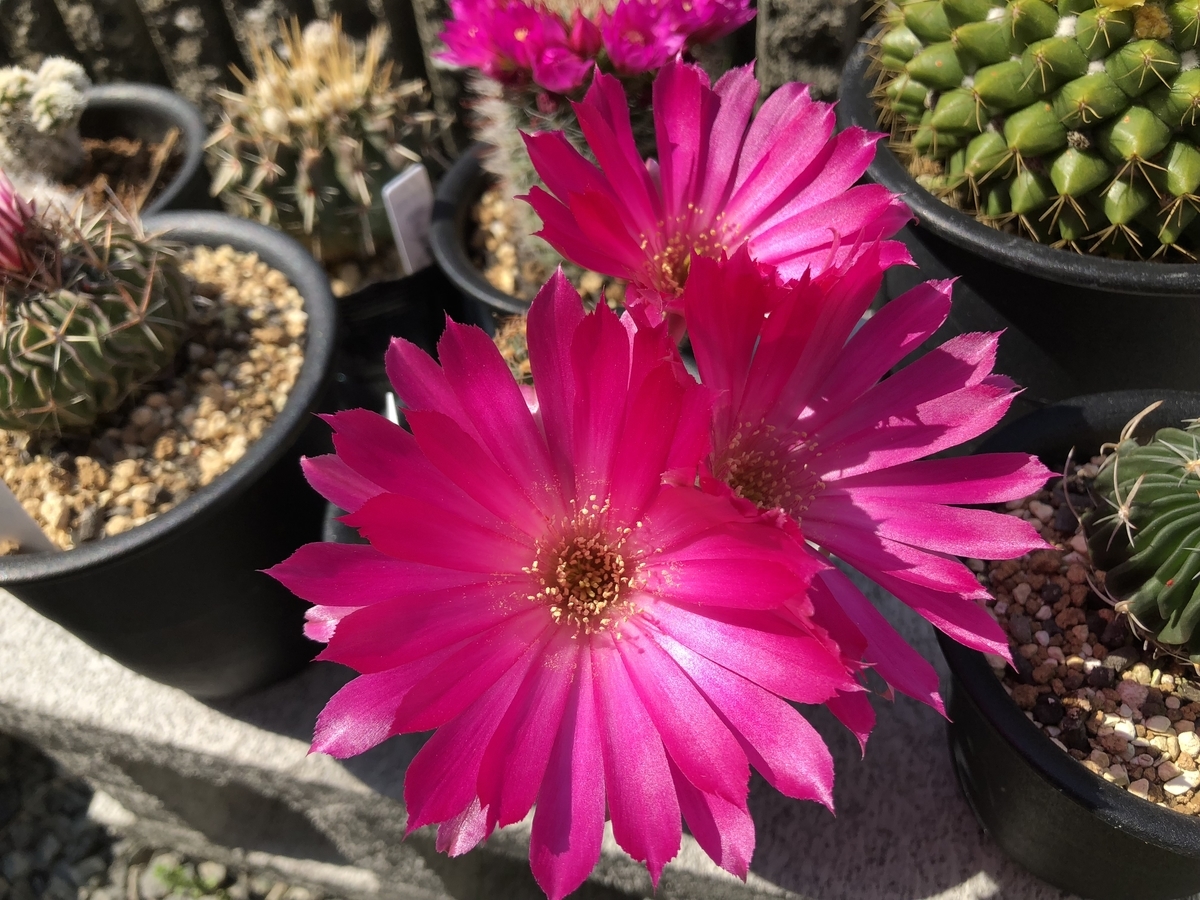 f:id:cactuspower:20190513211258j:plain