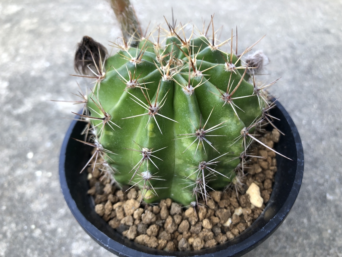f:id:cactuspower:20190514223302j:plain